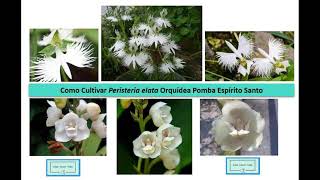 Peristeria elata Orquídea Espírito Santo - Orquídea Pomba da Páscoa Cultivo