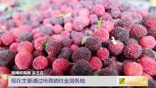 [中国三农报道]广西博白：早熟杨梅上市|农业致富经 Agriculture And Farming