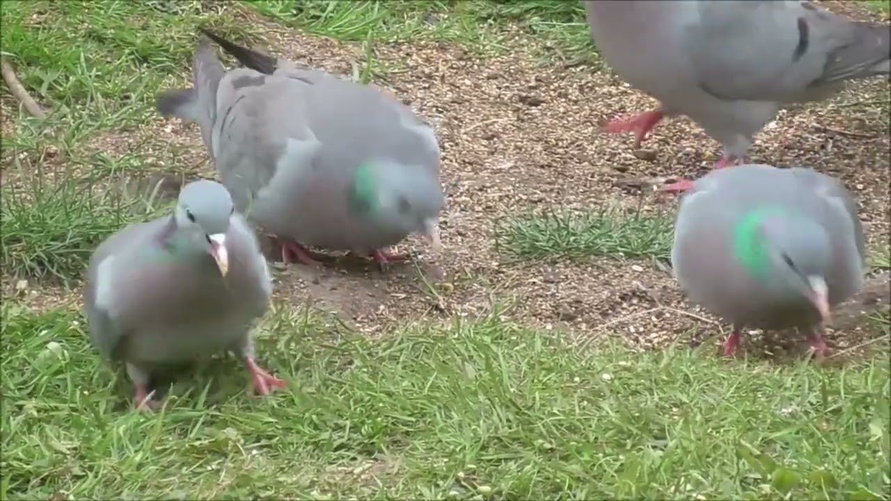 Клинтух Columba oenas Stock Dove