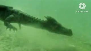 Marine Dragon Custom Sound Effects