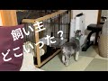 突然飼い主がいなくなったら、アルちゃんは探してくれるのか？