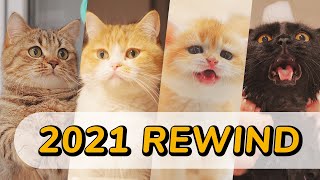 Rewind: Funniest Kitten Moments to Laugh in 2021  Lucky Pawison