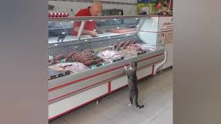 Man Serves Food To Hungry Cat