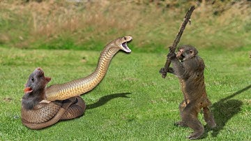 Amazing Monkey Save Mouse When Snake Hunting On The Cliff   Snake Vs Monkey   Snake Attack Fail