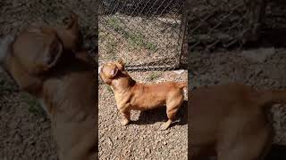 Tango The American Bully