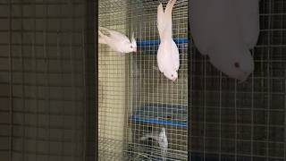 Albino cocktail Pair (Red Eye) #birds