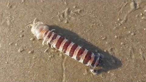 Đi Bắt Tôm Tích Biển Bãi Sau Vũng Tàu P2 | Độc Lạ Vũng Tàu