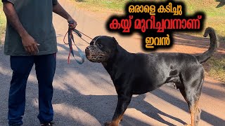 Very Aggressive Rottweiler || Leonardo Voila