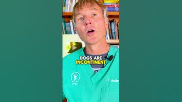 #doguti #uti #dogpeeproblems #doghealth #petcare