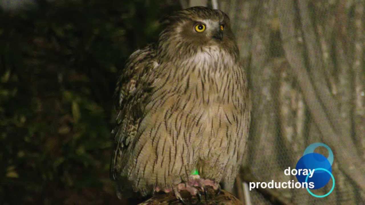 Blakiston S Fish Owl Youtube,Birthday Cake With Shots On Top