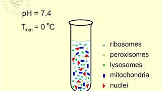 09 Cellular Fractionation