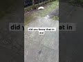 Teaching a stray cat about Vim buffers #vim #nvim #neovim