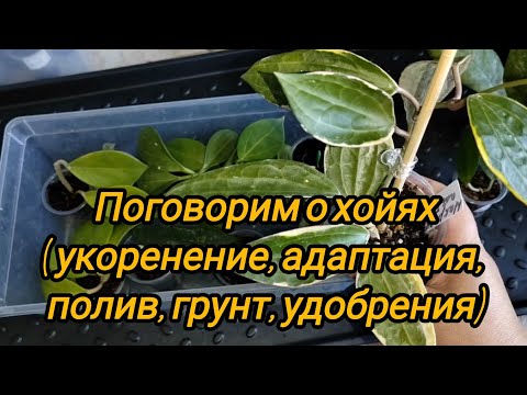 Поговорим о хойях.