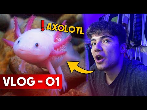 Video: Eşsiz ve Kolay Evcil Hayvan: Meksika Yürüyen Balık (Axolotl)