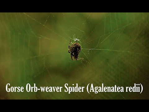 spider building web