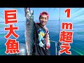 【爆釣】船釣りに行ったら巨大な青物が大漁に釣れた！！【前編】