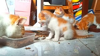 Sweet Impatience: Hungry Kittens Await Their Mother's Mealtime | kitten sound | street cat diaries