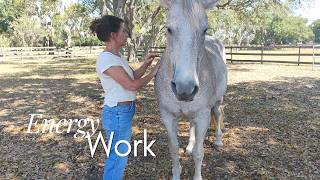 🐴 Watch how the horse responds to energy work