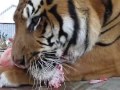 Тигр ест человека