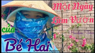 Một Ngày Làm Vườn Của Bé Hai ở Houston : Rau Lá Chua, Kaffir Lime, Tần Lá Dày,Sương Sâm,Rau Càng Cua