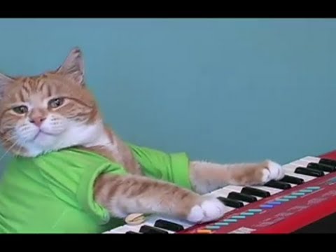 Keyboard Cat - Get Crackin'!