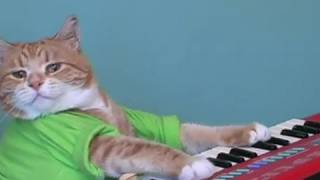 Keyboard Cat  Get Crackin'!