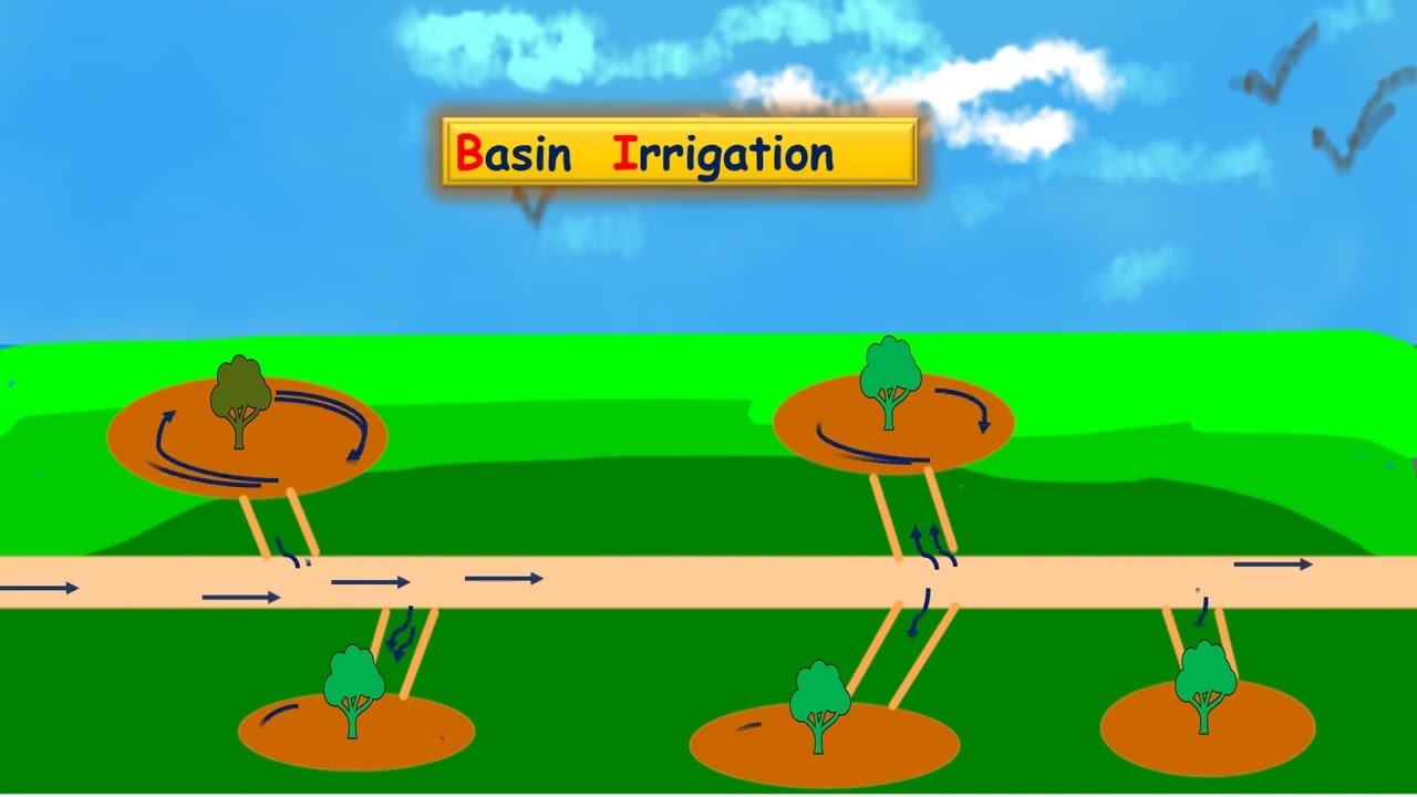 Image of irrigation or watering of the lemon plants in the garden at a  farm-ZT208612-Picxy
