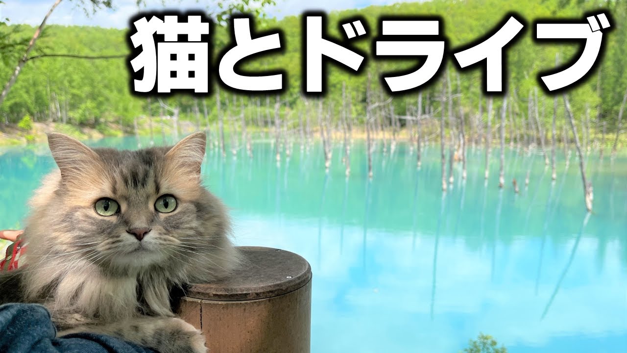 【北海道ドライブ】美瑛の絶対行くべきおすすめ観光スポットを猫と巡る旅！【フリードプラス】