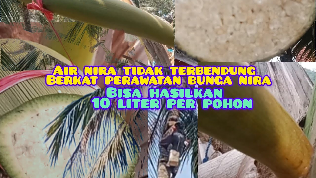 sadap kelapa yang benar, air nira tidak terbendung berkat perawatan bunga nira