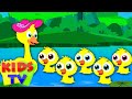 Five Little Ducks | Nursery Rhymes | Kids tv Songs | little duck song | five ducks song by kids tv