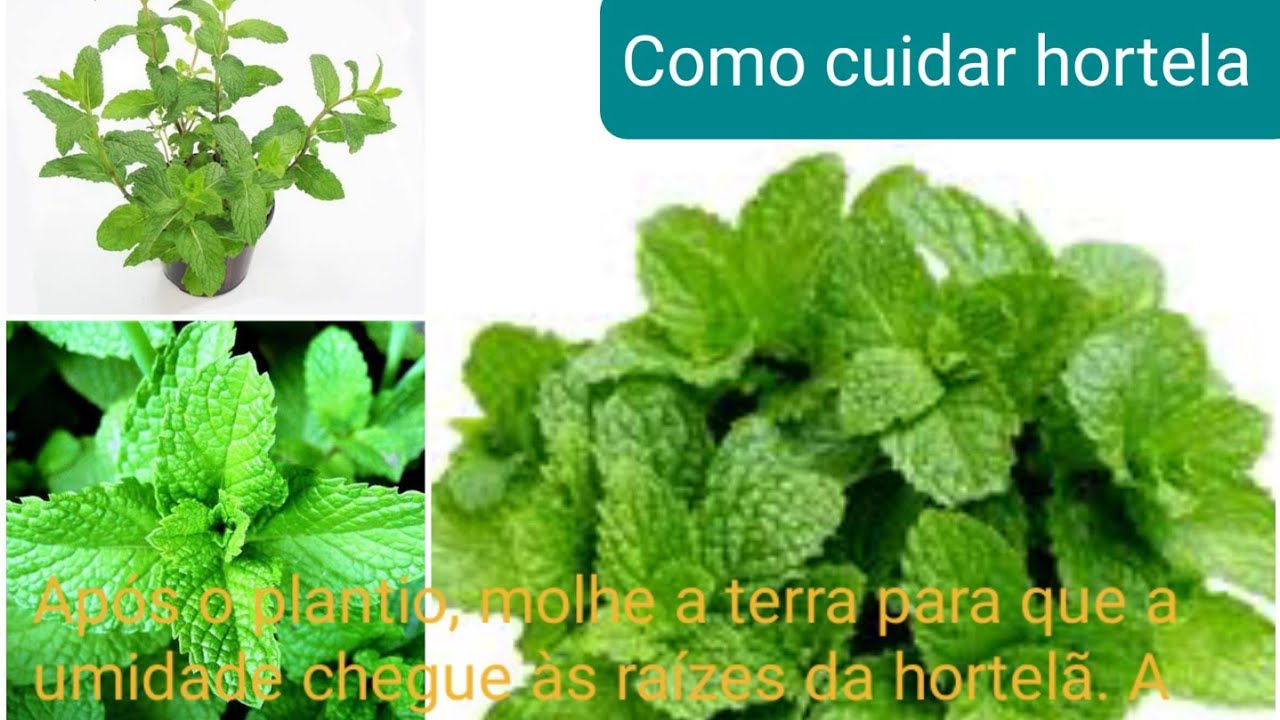 Como cuidar de Hortelã para ter mas durabilidade @Daniel Natureza Como cuidar de Hortelã para ter mas durabilidade @Daniel Natureza
