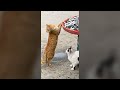 Cute Cats Stealing Fish Funny Cat Videos