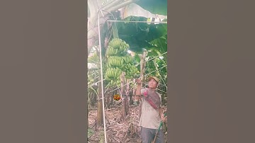 phát hiện bụi chuối 2 buồng #garden