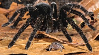 Jadeback Spider Species in Avendora