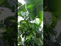 💪Así se trabaja el banano en el campo 🍌 #campo #banano #viralvideo #desojando
