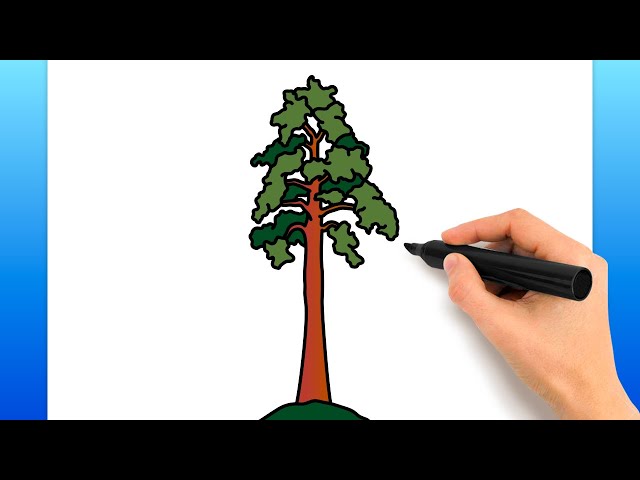 эскиз tree tattoo, chilgoza Pine, tree tattoo, sketch Tree, sketches тату,  state Tree, douglas Fir, giant Sequoia, sketches, Eastern white pine |  Anyrgb