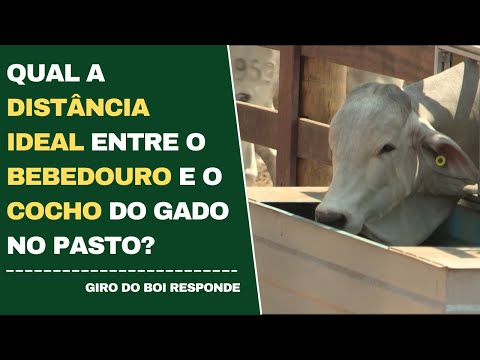 QUAL A DISTÂNCIA IDEAL ENTRE O BEBEDOURO E O COCHO DO GADO NO PASTO?