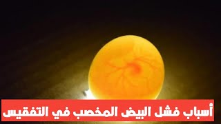 أسباب عدم نجاح تفقيس بيض الدجاج