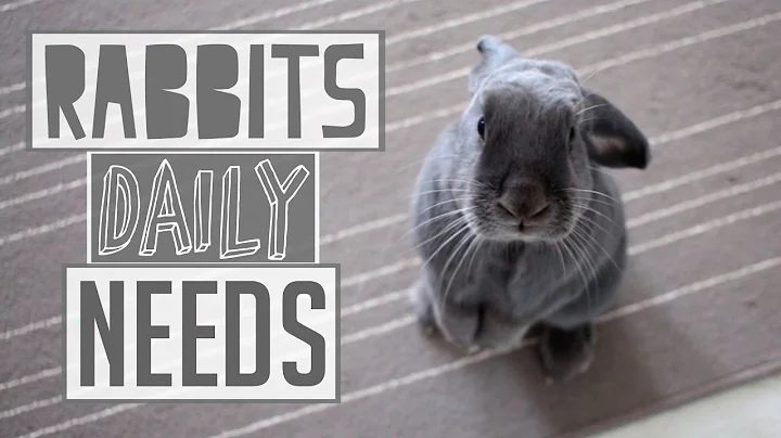 A Rabbits Daily Needs