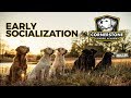 How to Properly Socialize a Puppy - Labrador Retriever Puppy Training How to Properly Socialize a Puppy - Labrador Retriever Puppy Training