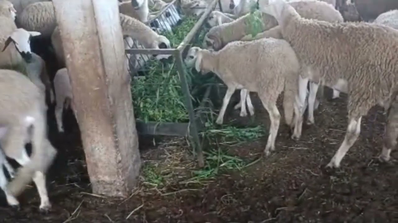 أجواء خيالية في المزرعة وسط الضباب 🌫️ جولة مع الدجاج والغنم.