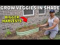 How to grow vegetables in shade for bigger harvests