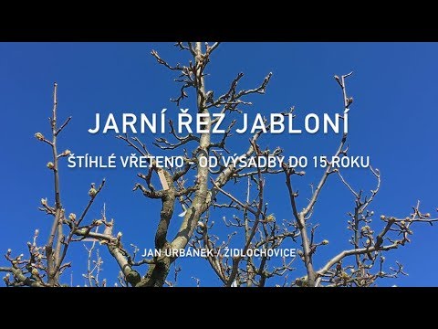 Video: Prerezávanie Mladých Jabĺk: Na Jeseň A Na Jar. Ako Správne Strihať V Druhom Roku Po Výsadbe A V Prvom? Tvorba Koruny Pre Začiatočníkov V Treťom Roku