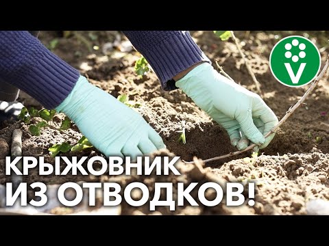 ЛУЧШИЙ СПОСОБ РАЗМНОЖИТЬ КРЫЖОВНИК! Крупные саженцы за один сезон!