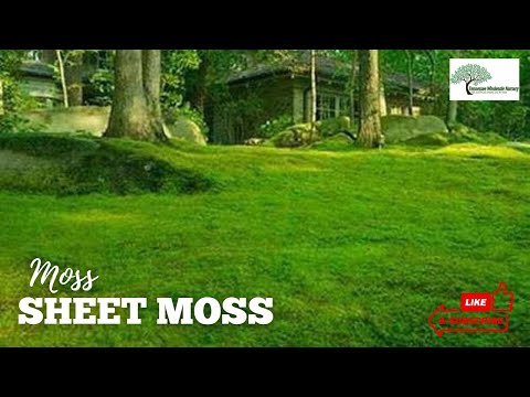 What Is Live Moss and Does It Require Sunlight? – TN Nursery