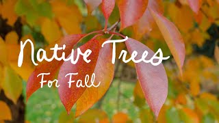 Native Trees for Fall Guía
