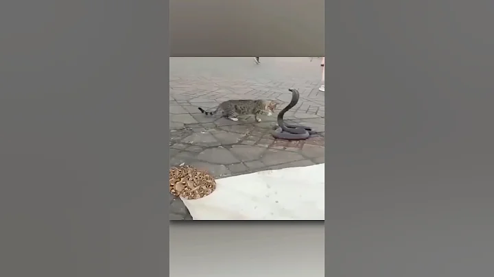 Why Do Cats Win To Snake #animals  #cat #snake #sorts #facts #knowledge