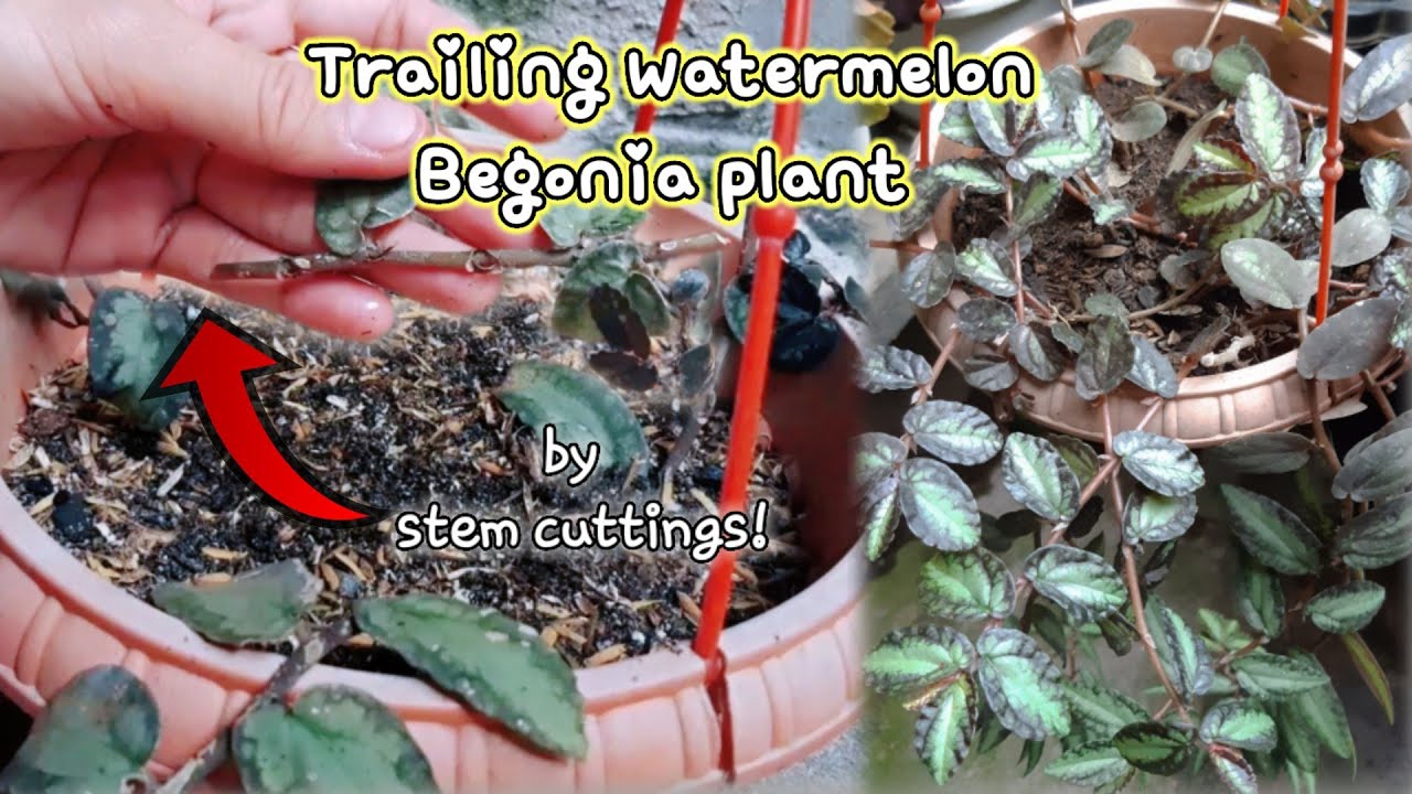 Trailing Watermelon Begonia Plant/ How to grow Begonia from cuttings ...