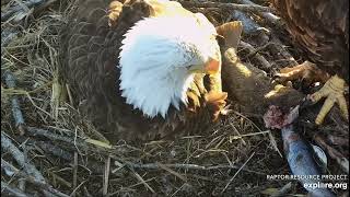 Decorah Eagles 4-6-23 HM brings fish, takes over, egg tooth visible through 2nd egg pip hole