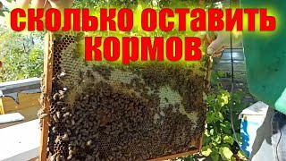 Сколько оставить меда в зиму пчелам? Осмотр пчелиных семей на наличие кормов для зимовки